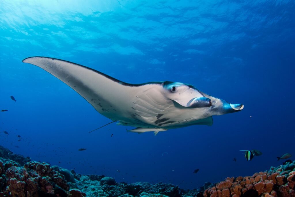 [Arabic] manta ray in manta point labuan bajo