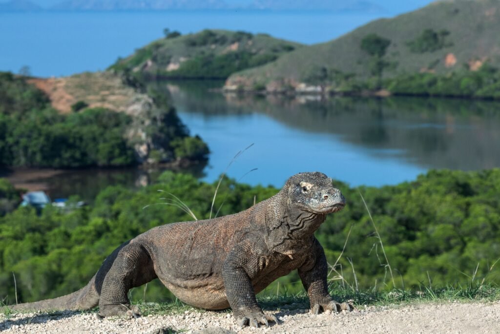 [Arabic] komodo dragon on komodo island