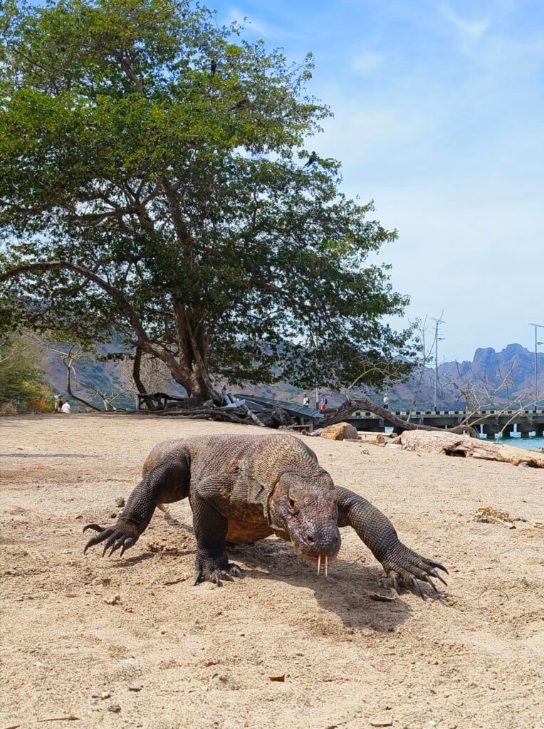 [Arabic] komodo in komodo island
