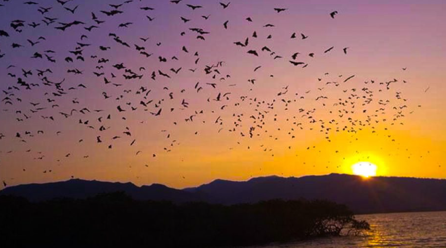 [Arabic] kalongs in kalong island