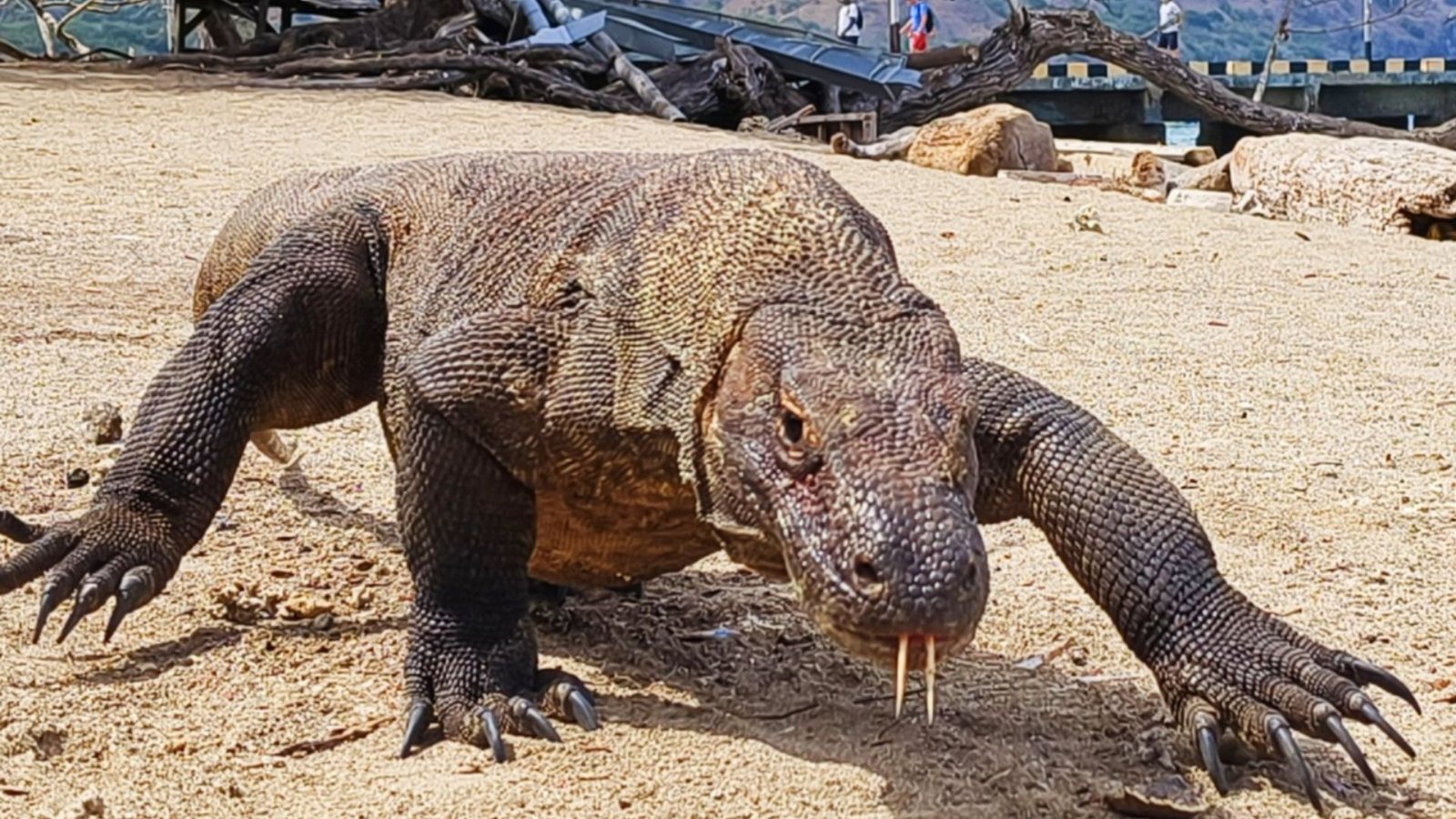 komodo dragon