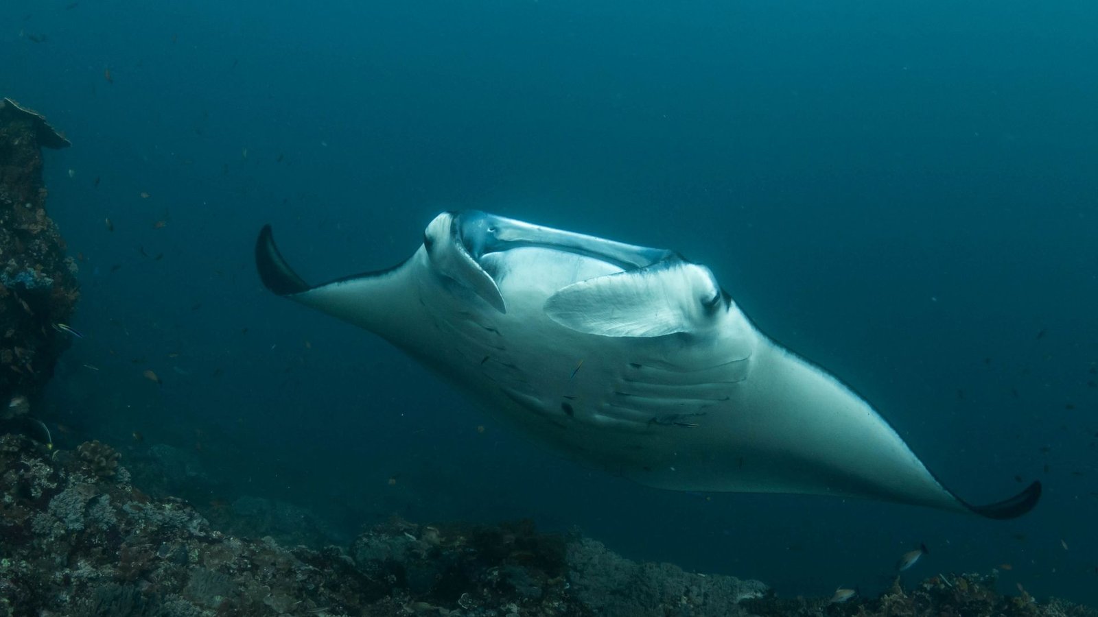 manta ray