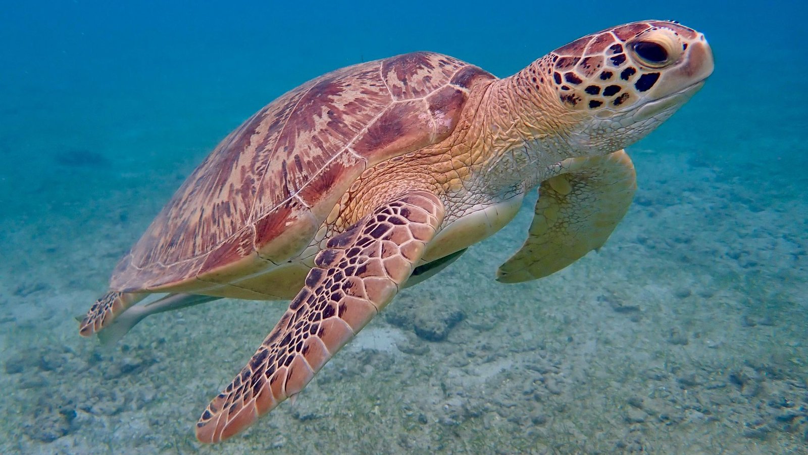 turtle on siaba bay